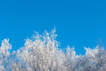 frost on birches on a clear winter day