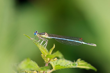 Blaue Federlibelle