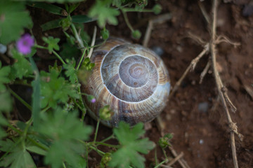 snail on the grass