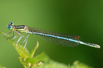 Blaue Federlibelle