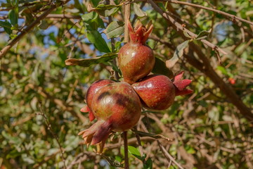 Bunch of reddish, healthy pomegranate getting nurtured on a tree
