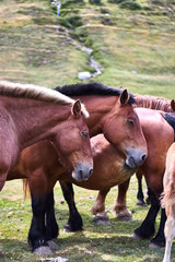 Horse family in the field