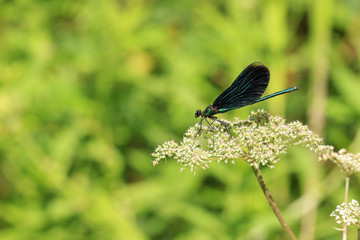 Blauflügel Prachtlibelle