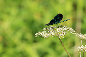 Blauflügel Prachtlibelle