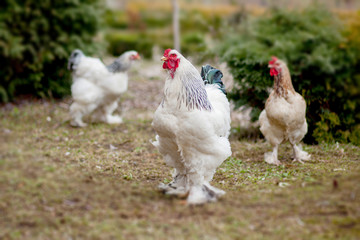 Grown healthy white hens on green grass outside in rural yard on old wooden barn wall background spring on bright sunny day. Chicken farming, healthy meat and eggs production concept