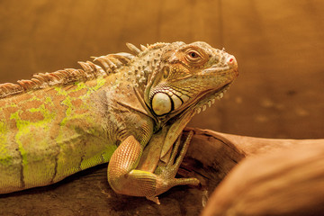 Green iguana, also known as American iguana, is a large, arboreal, lizard. Found in captivity as a pet due to its calm disposition and bright colors. Exotic Pet Care, Wildlife, Animal