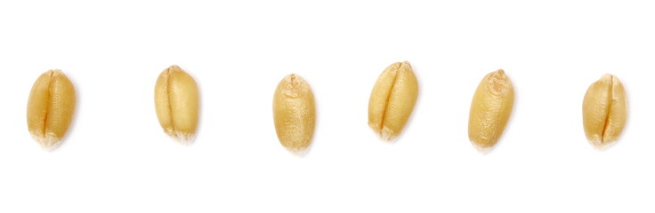 Set wheat grains macro isolated on white background, top view