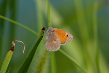 farfalla su una foglia al sole