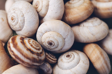 Spiral snail shells. Gastropod shells. Macro, closeup.