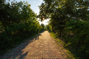 Fototapeta premium path in the forest at sunset