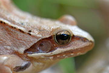 Springfrosch (Rana dalmatina) - Agile frog
