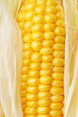 Closeup fragment of ripe ear of corn