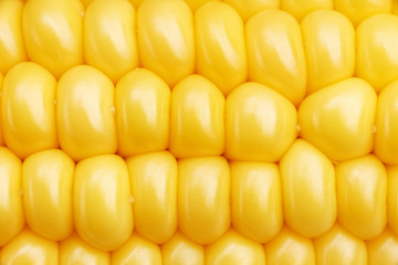 Closeup fragment of ripe ear of corn