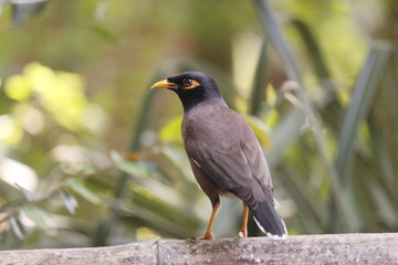 Indian birds robin