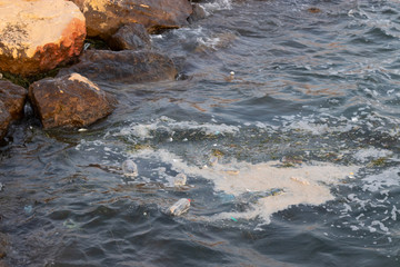 Plastic bottles and foam floating near the coast. Beach pollution.