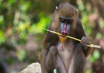 Obraz premium Mandrill