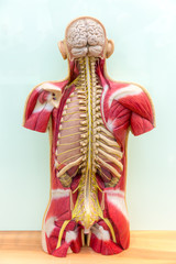 Human body, brain, skeleton and muscular system