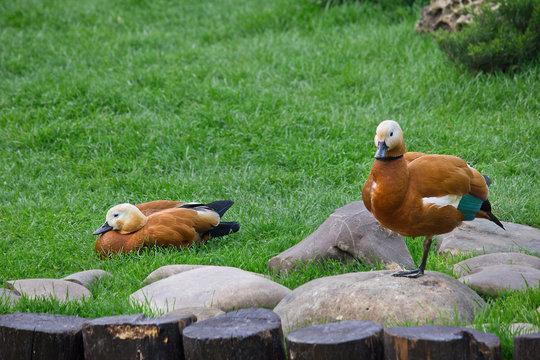 two duck ogar closeup on the stones on the background of grass