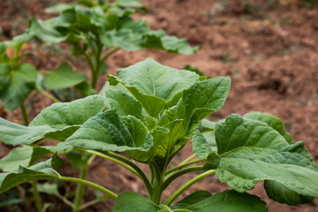 Sunflower plant with no flower