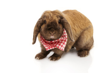 Portrait domestic rabbit wating a red checkered napkin, isolated on white background.