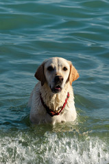 White labrador retriever with red collar swimming in the sea