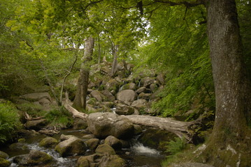 stream in forest