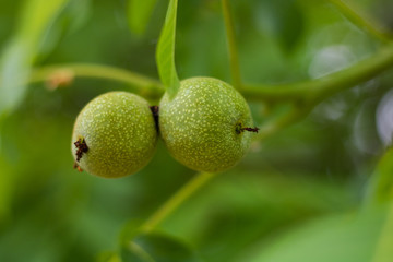 green walnuts on the tree