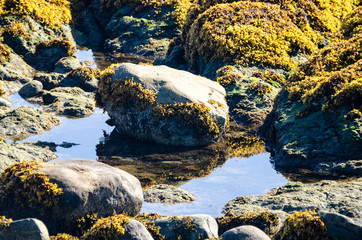 Tidal pools