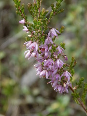 pink flowers in the garden