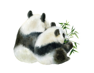 Panda bear watercolor hand draw illustration isolated on white background. © cosmicanna