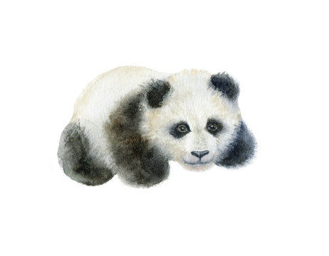 Panda bear watercolor hand draw illustration isolated on white background.
