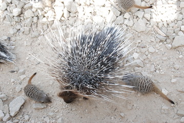 porcupine