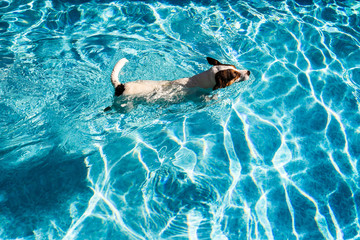 High angle view of dog swimming in outdoor swimming pool on a hot sunny day in clear blue water with light ripples in the water around her