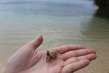 Small sea creature