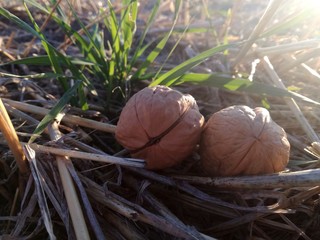 Walnuts on green background. Fruit with shell among the grass. Two nuts in natural contrast with the shining rays of the sunset sun.