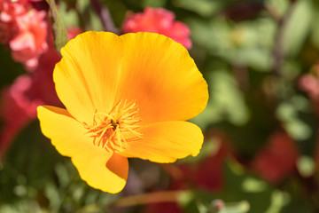 Fototapeta premium Macro of a California poppy