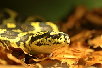Jungle Teppichpython (Morelia spilota cheynei)