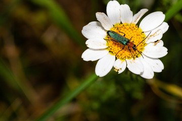 Obraz premium an insect on a daisy