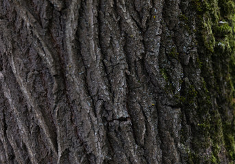 Obraz premium tronc, arbre, nature, auvergne, france