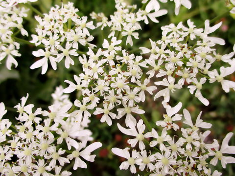 Fleurs blanches en ombelles de Berce commune (Heracleum sphondylium). 