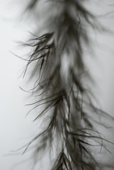 Obraz premium blur grass seeds