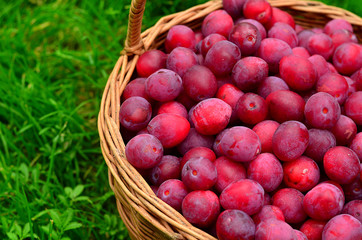 Plum purple in a wicker basket. Collected plum on a background of green lawn. Bright and juicy plum in the basket.