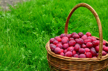 Plum purple in a wicker basket. Collected plum on a background of green lawn. Bright and juicy plum in the basket.