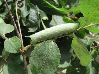 Catapiller on branch