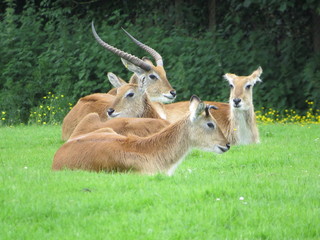 Deer in grass