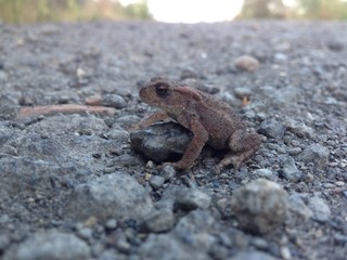 toad on rock