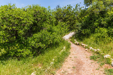 Fototapeta na wymiar View from the Roe Deer Trail in The Ajloun Forest Reserve in Jordan