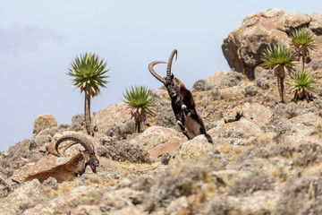 Very rare Walia ibex fighting, Capra walia, rarest ibex in world. Only about 500 individuals survived in Simien Mountains in Northern Ethiopia, Africa - obrazy, fototapety, plakaty