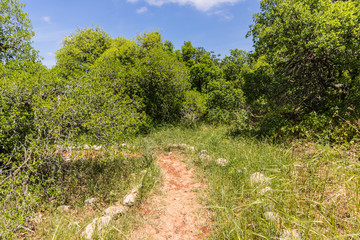 View from the Roe Deer Trail in The Ajloun Forest Reserve in Jordan