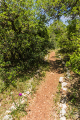 View from the Roe Deer Trail in The Ajloun Forest Reserve in Jordan